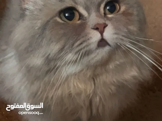 قط هملايا ذكر