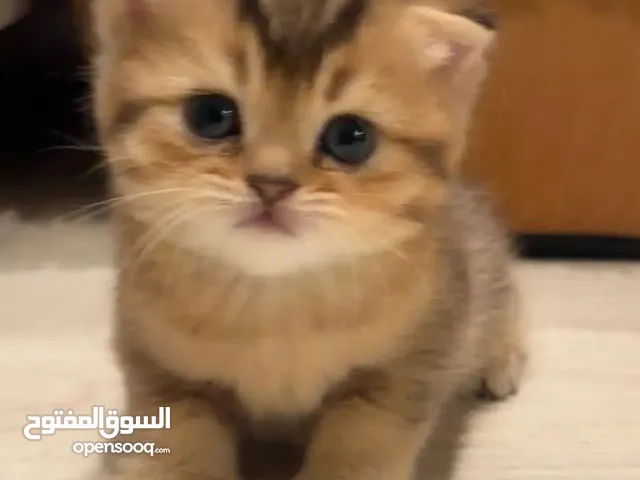 كيتن جميل مكحل وأطراف سوداء