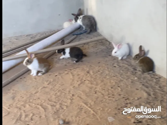 ارانب دكوره وانتايات