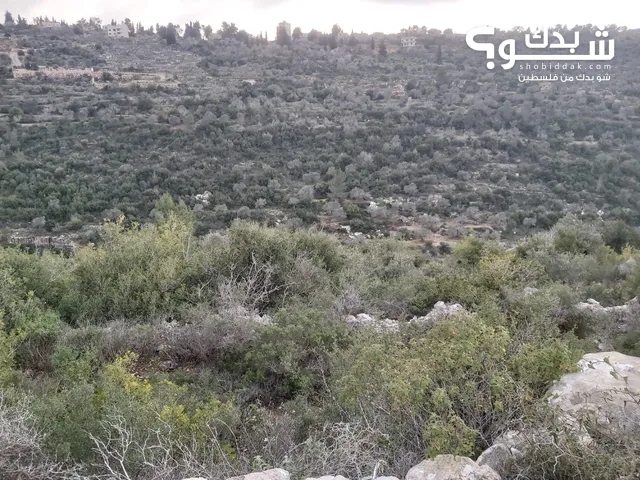Farm Land for Sale in Ramallah and Al-Bireh Other