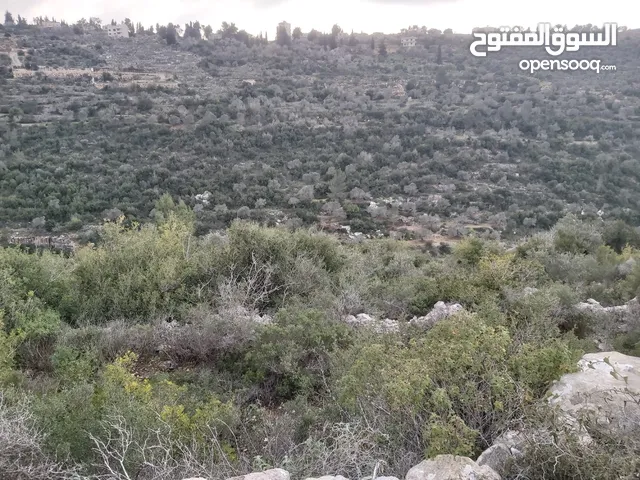 Farm Land for Sale in Ramallah and Al-Bireh Other