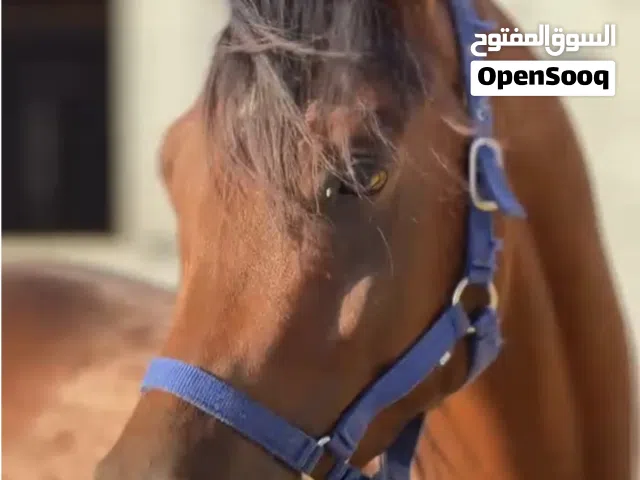 حصان عربي اصيل مسجل السعر قابل للتفاوض العمر خمسه و نص