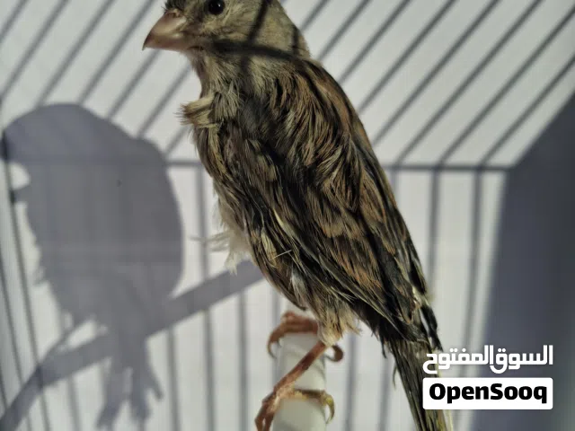 طيرة سكنية فل الفل لافة عش شوف الوصف