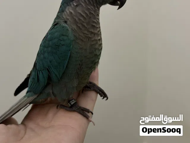 ببغاء كنيور فايلوت تركواز عمر 5 أشهر أليف جدا طيران داخلي مع قفص وأكل ومستلزمات اخرى