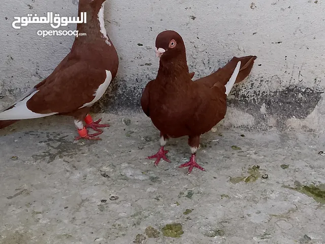 3 جواز مسويد نخب شغالات