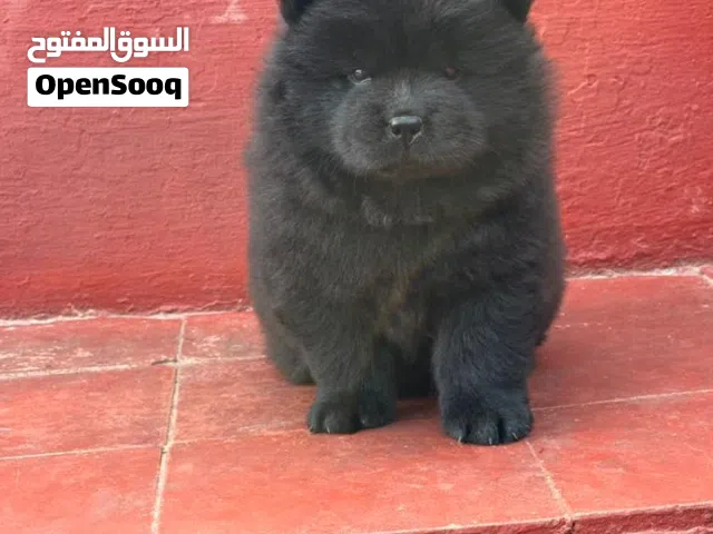 chow chow chiot age 45 jeur vaccine