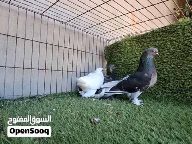 انتي شقلاب