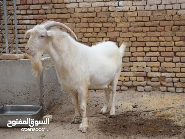 فحل سانين سويسري للبيع