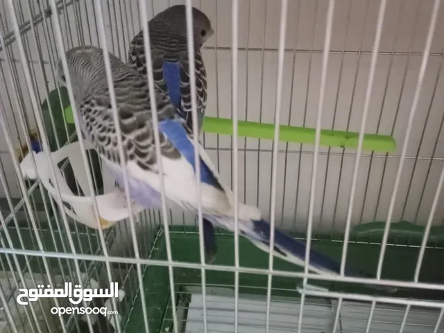 عصافير حب زرق