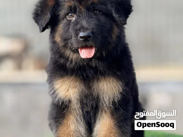 جرو دكر جيرمين شيبرد استراد تونس