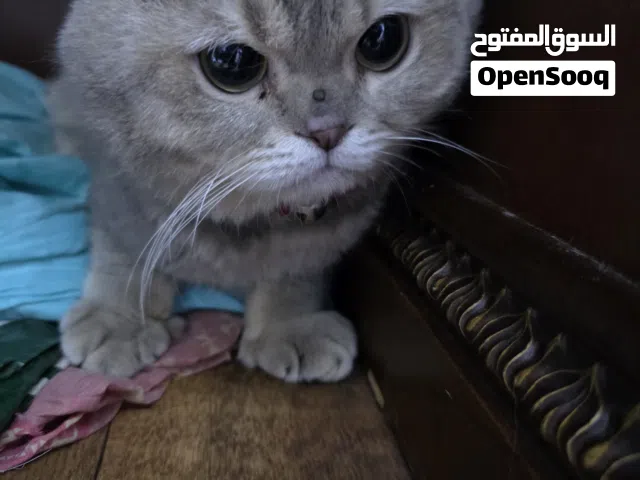 i want to sell my cat pure scottish fold male cat
