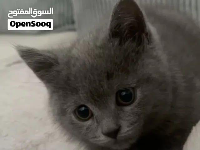 قط بريتش للبيع