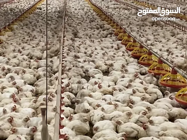 دجاج لحم للبيع با الجمله