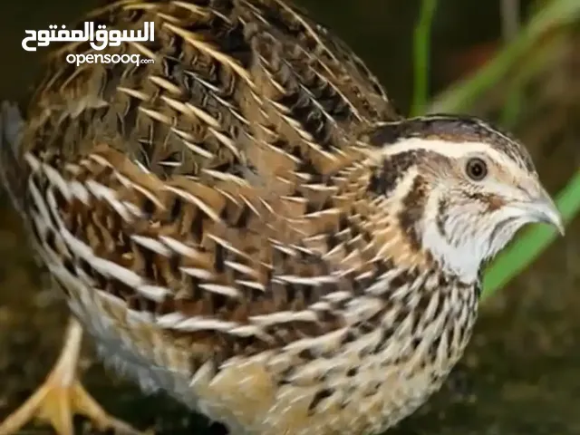 طيور فري ( السمان ) جامبو