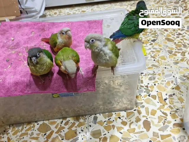 طيور كنيورات ربه انناس والنوع الثاني التك