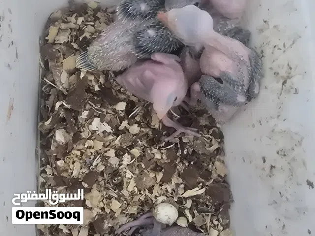 فروخ بغباء دره هندي