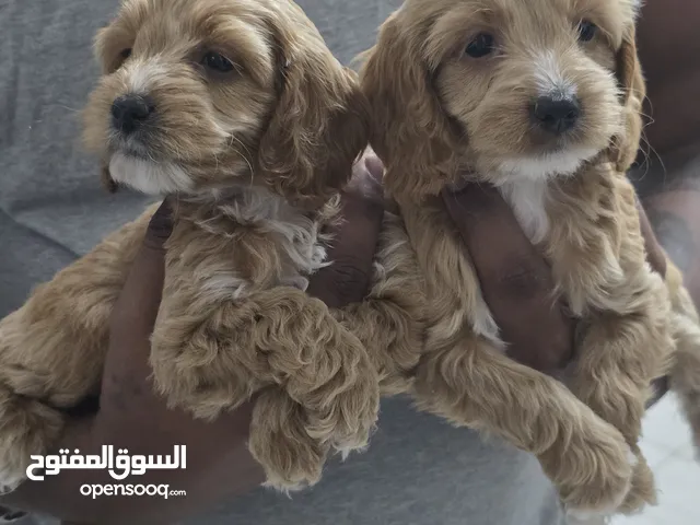 Home Raised F1 Cockapoo pups male 55 days old dewormed with passport nd vaccination ready to rehome