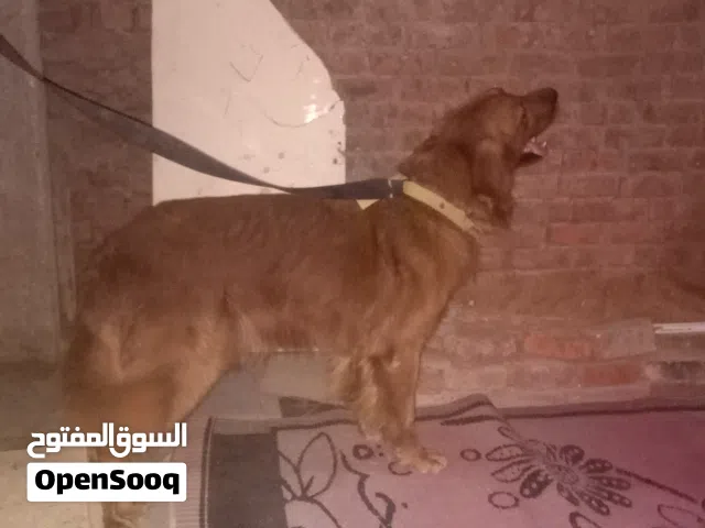 كلاب جولدن