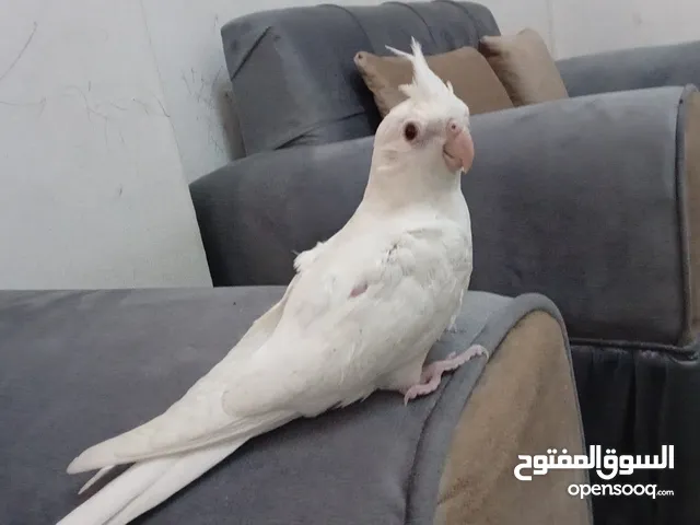 3 حبات كوكتيل البينو عين حمراء