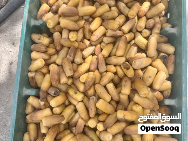 رطب ولاية نخل حجم كبير
