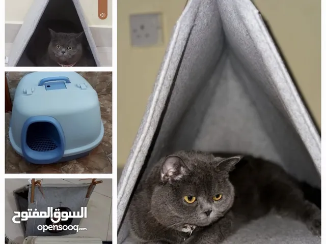 بريتش British cat