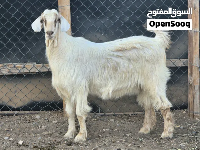 صخلة من حلال الجواميد الحجم الكبير