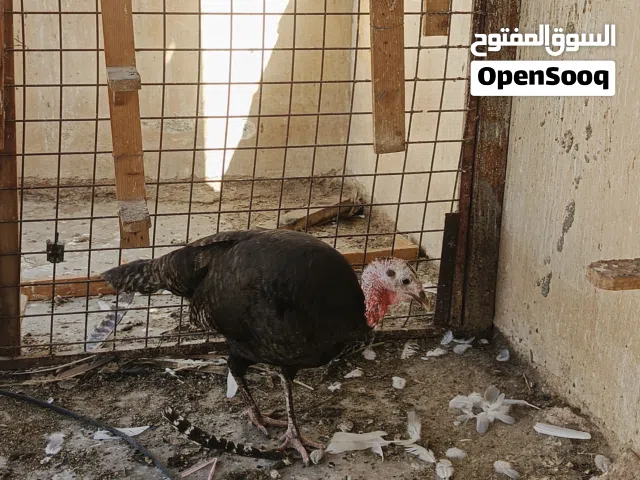 دجاج حبش اول فتوح بياضه وبترقد