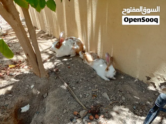 ارانب  محلي للبيع