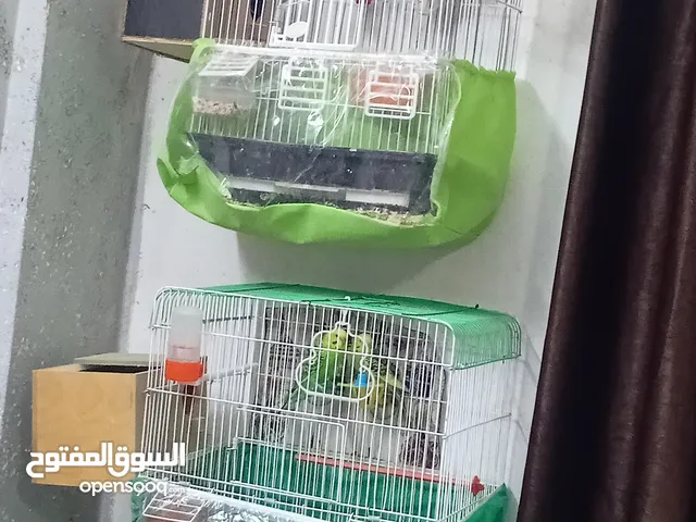 طيور للبيع