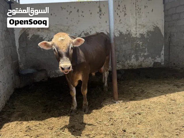 ثور جيرسي اجم