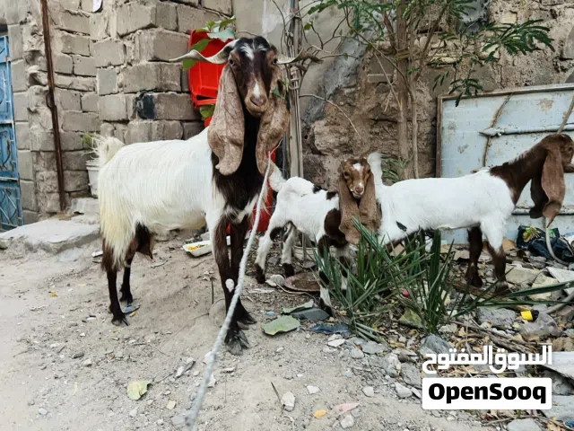 صخلة افغانية وراها توم