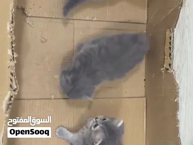 : قطط صغيرة (كتن) مميزة في الشارقة