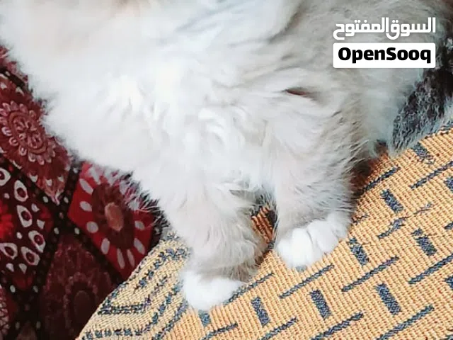 قطط راغدول بيور