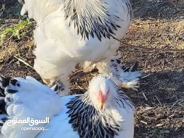 متاح بيض براهمي سوبر جامبو+بيض باكستاني مخصب ومكفول