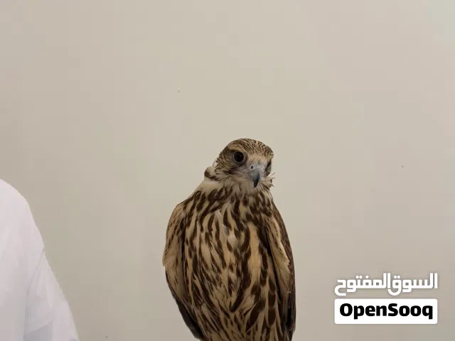 قرموشه حر فرخ