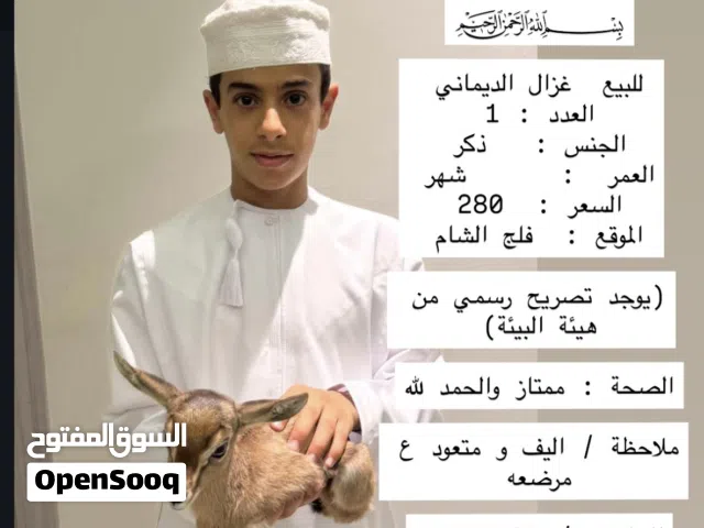 غزال الدماني للبيع