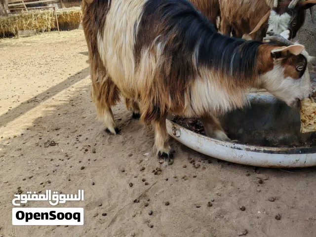 صخلات بنات سنة وسمان