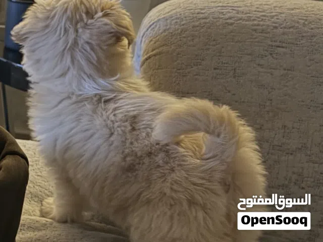 مالتيبو عمر شهرين