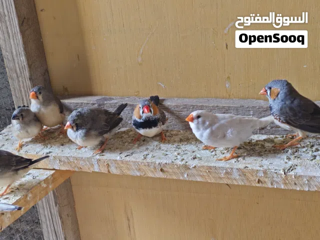 فناجس حجم جامبو