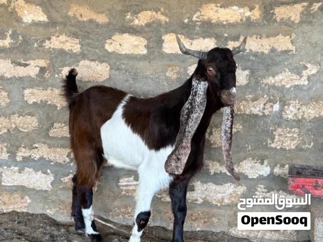 السلام عليكم ورحمة الله وبركاته جدي قبرصي ع باكستاني لاقوه الا بالله العمر 10 شهور كسرت خشم وقرون مد