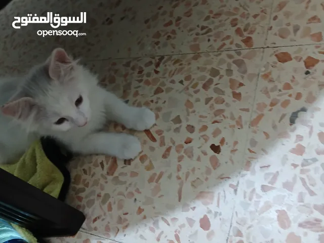 بسس للتبني