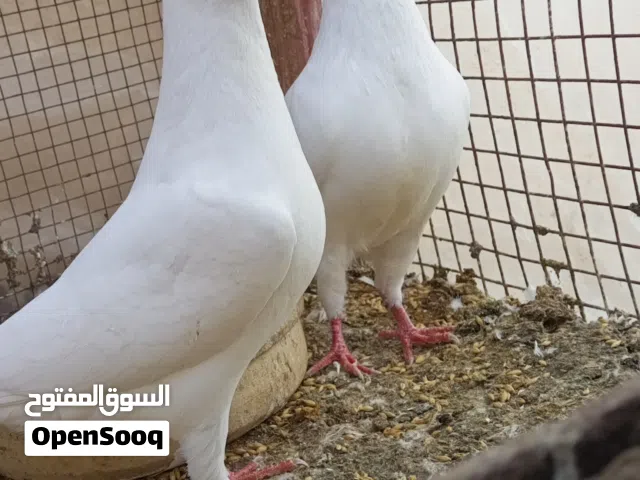 جوزين فرنسي بيور بزره اصليه نقيه ميه بالميه