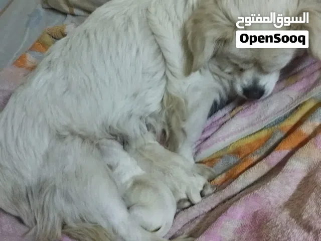 اااااخر جرو لولو فوكس لون ابيض ذكر