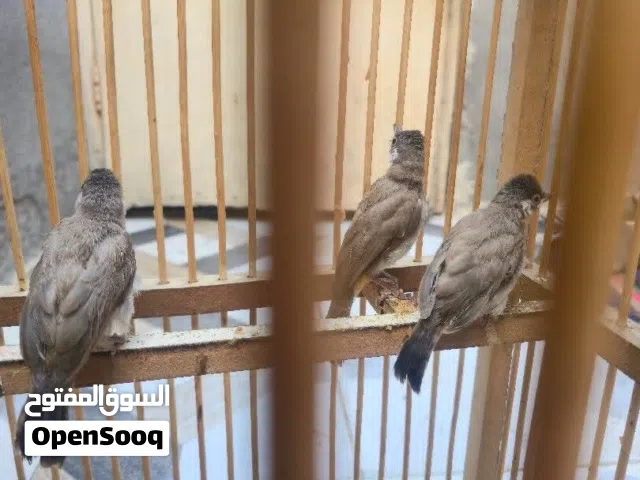 بلبل  كبار  زق