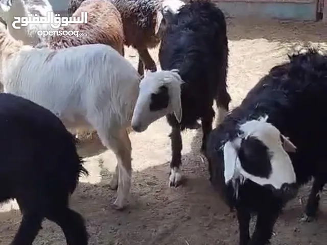 للبيع اضاحي كمية محدودة في الختم