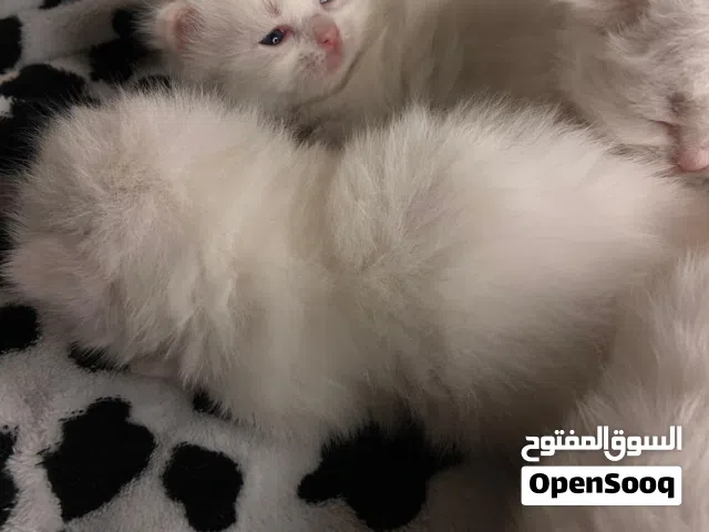 قطط صغيره ذكور وانأث