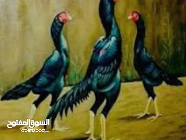 ديك باكستاني للبيع 16ريال غير قابل موقع لوى