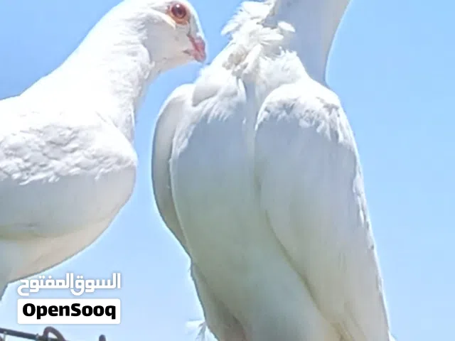 فراخ للبيع