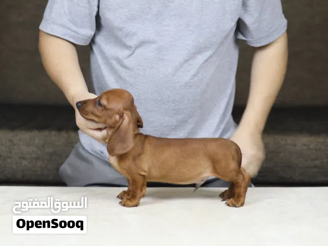 Dachshund female puppy