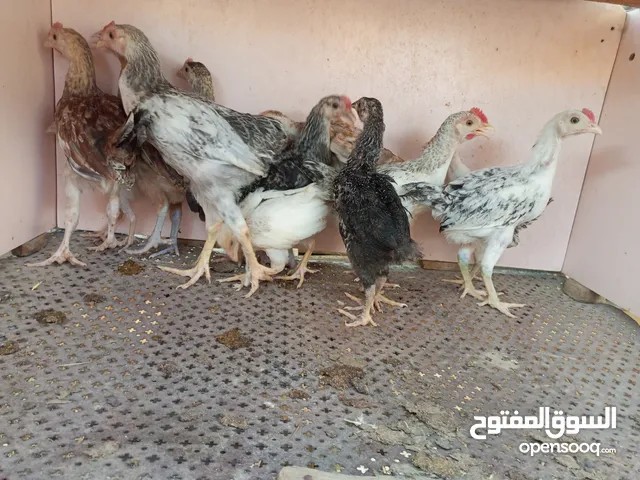 السلام عليكم صيصان 12 الحبه على 2ليرتين
